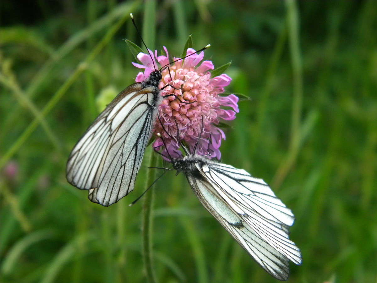 Изображение особи Knautia arvensis.