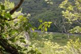 genus Hedera. Ветви с прошлогодними соплодиями со зрелыми плодами. Республика Адыгея, Майкопский р-н, Скалистый хребет (Уна-Коз), широколиственный лес, край обрыва. 7 мая 2021 г.