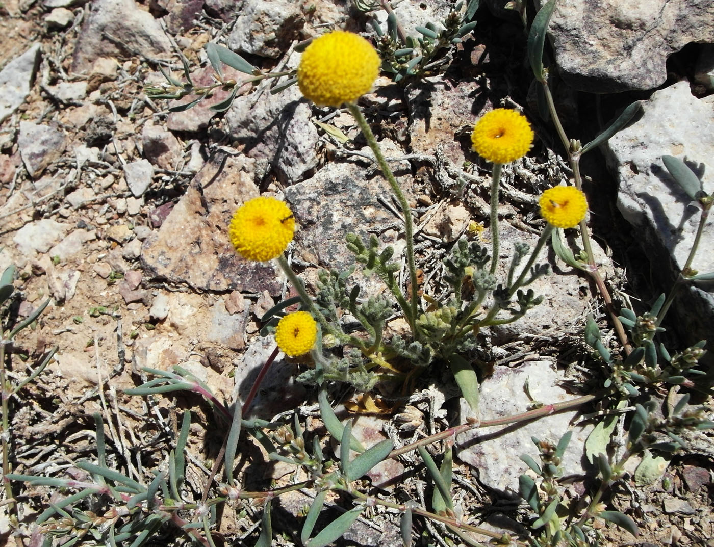 Image of Cancrinia discoidea specimen.