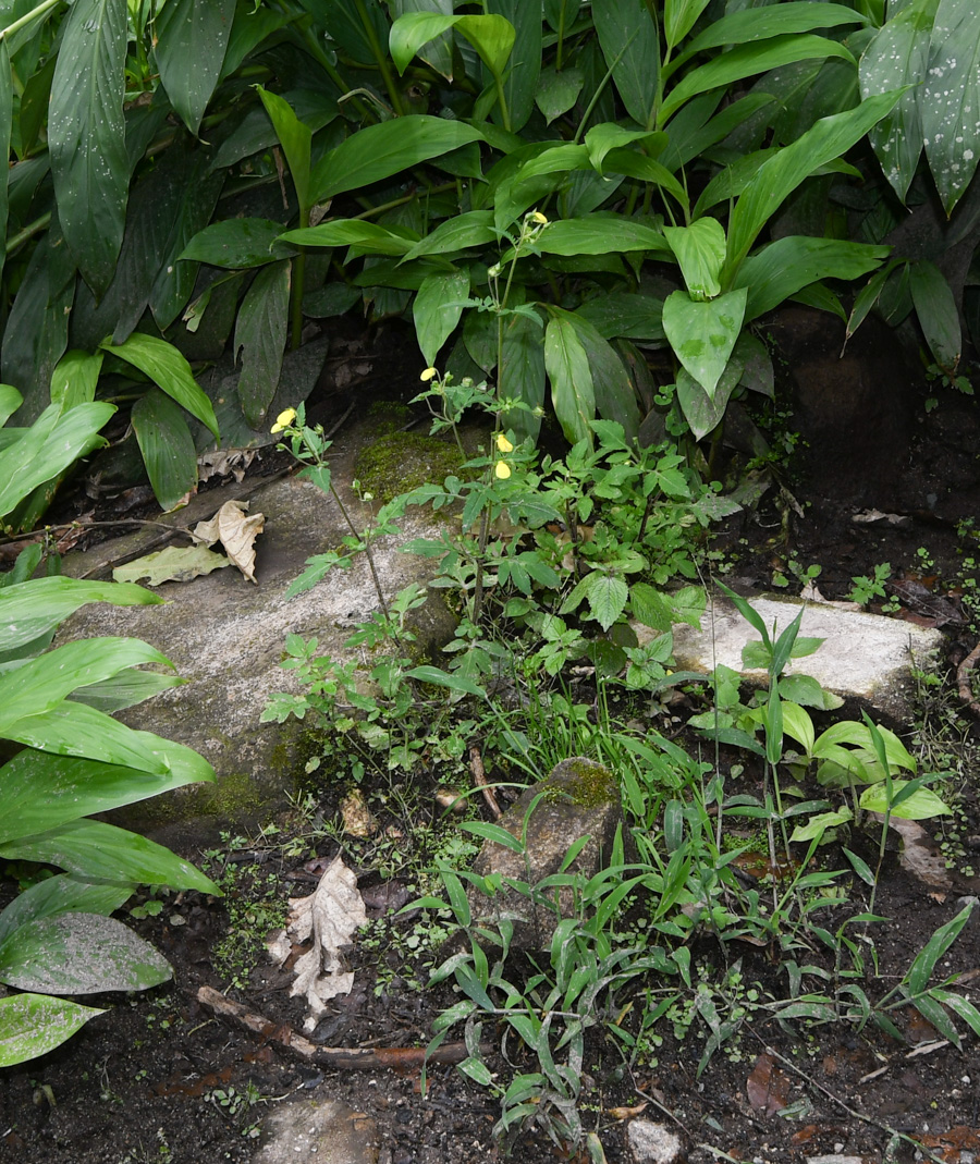 Image of Calceolaria tripartita specimen.