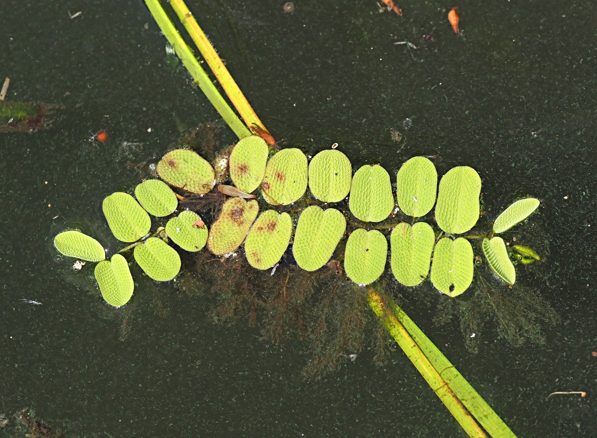 Image of Salvinia natans specimen.