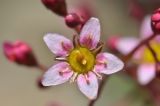 Saxifraga kolenatiana