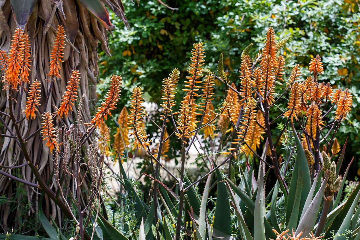 Image of Aloe brevifolia specimen.