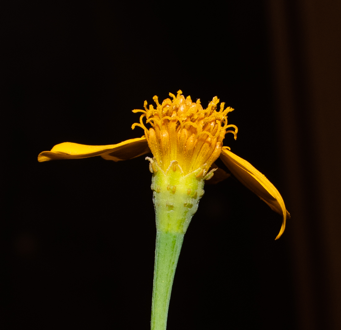 Image of Tagetes lemmonii specimen.