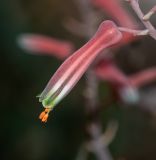 Aloe karasbergensis