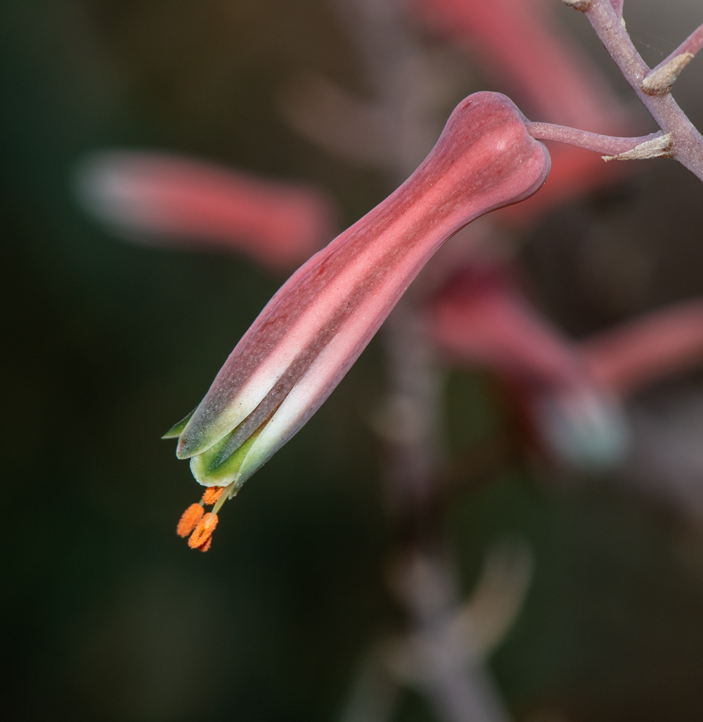 Image of Aloe karasbergensis specimen.