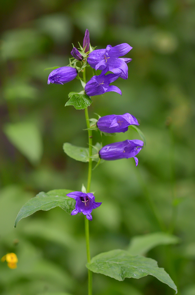 Изображение особи Campanula latifolia.