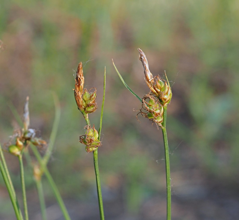 Image of Carex supina specimen.