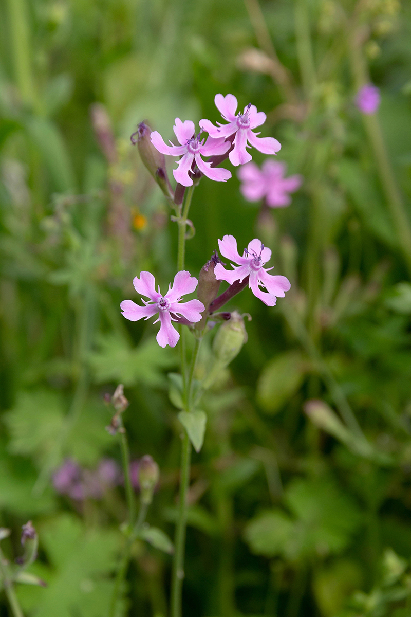 Image of Silene aegyptiaca specimen.