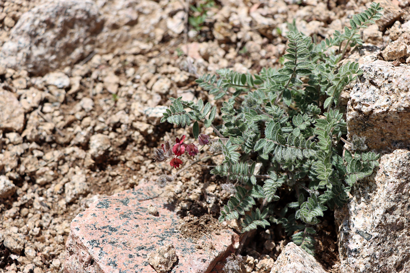 Image of Oxytropis submutica specimen.