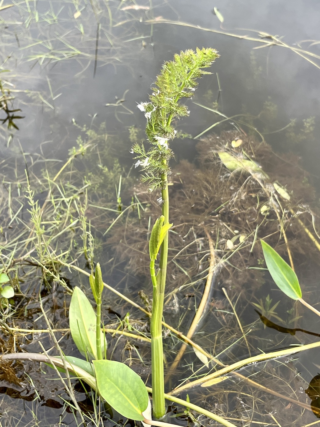 Изображение особи Sium latifolium.