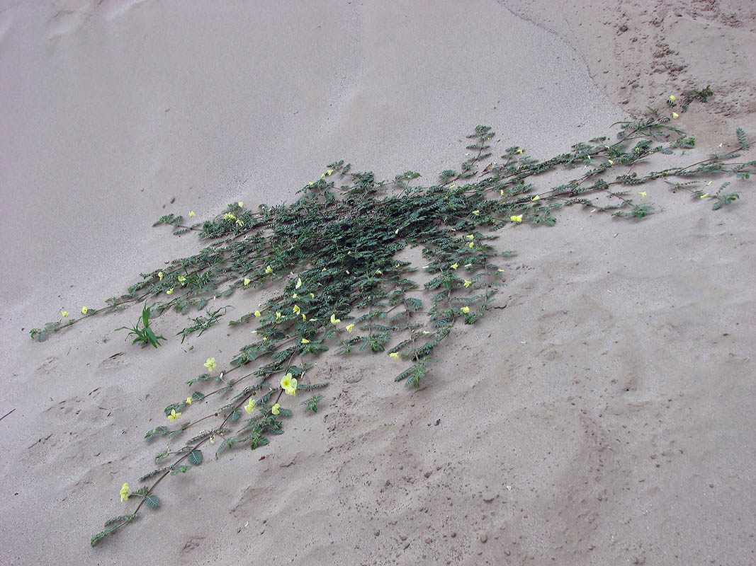 Image of Tribulus zeyheri specimen.