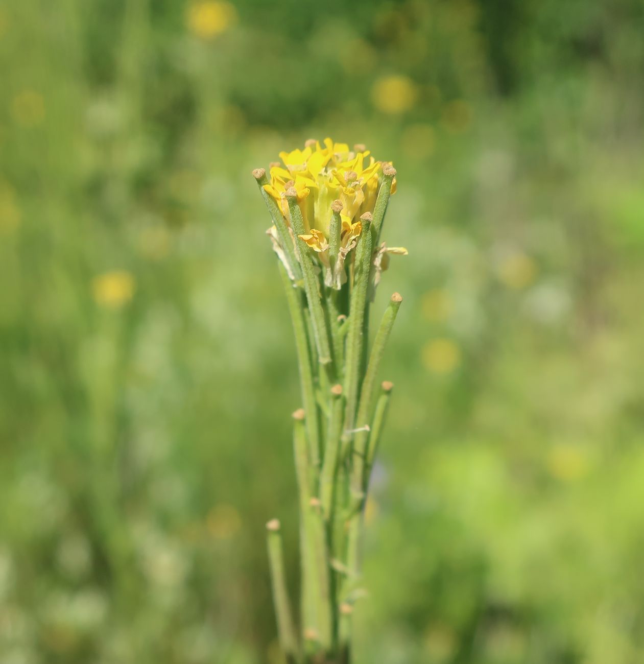 Изображение особи Erysimum hieraciifolium.