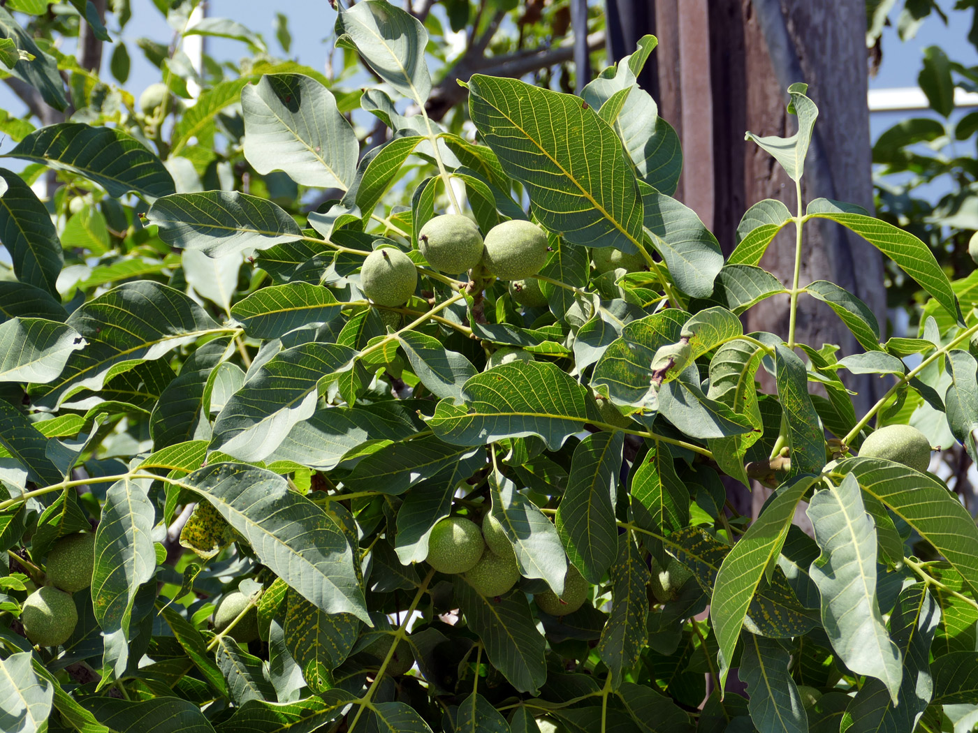 Изображение особи Juglans regia.