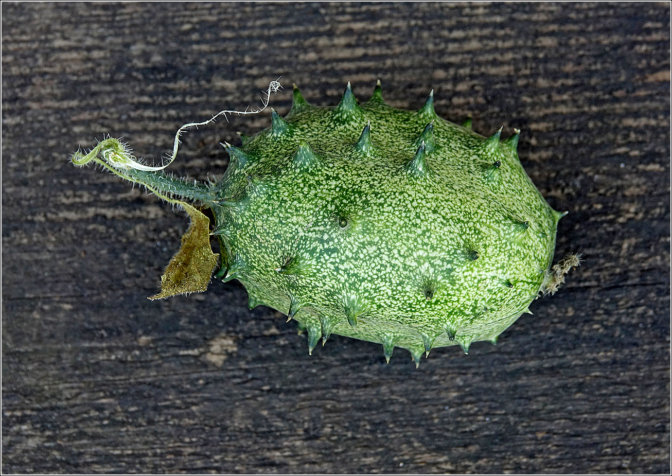 Изображение особи Cucumis metulifer.