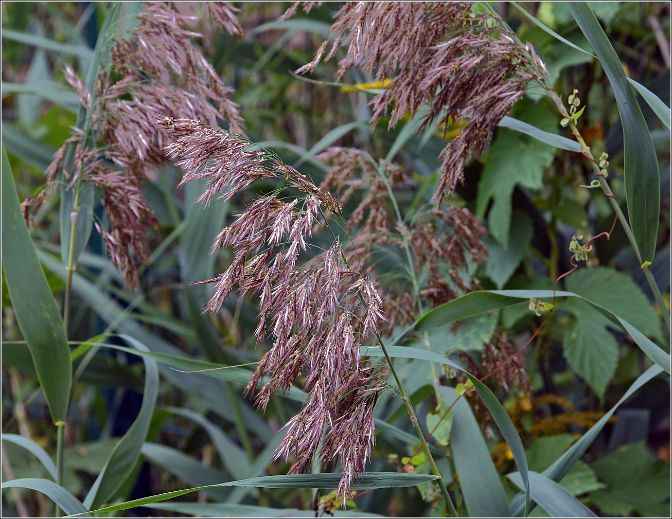 Изображение особи Phragmites australis.