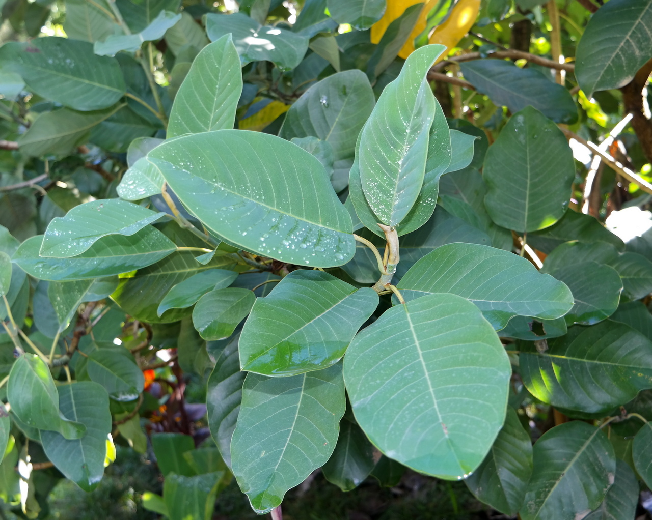 Image of Magnolia delavayi specimen.