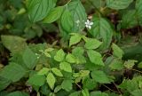 Rubus caesius. Верхушка цветущего растения (рядом видны листья Cornus mas). Чечня, Веденский р-н, долина р. Ахкичу, широколиственный лес. 26.07.2022.