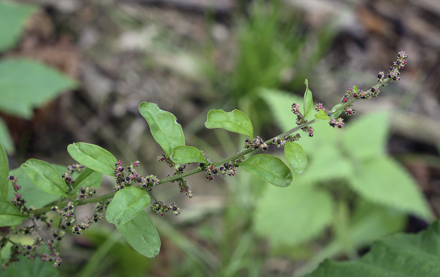 Изображение особи Lipandra polysperma.