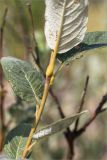 Salix lapponum