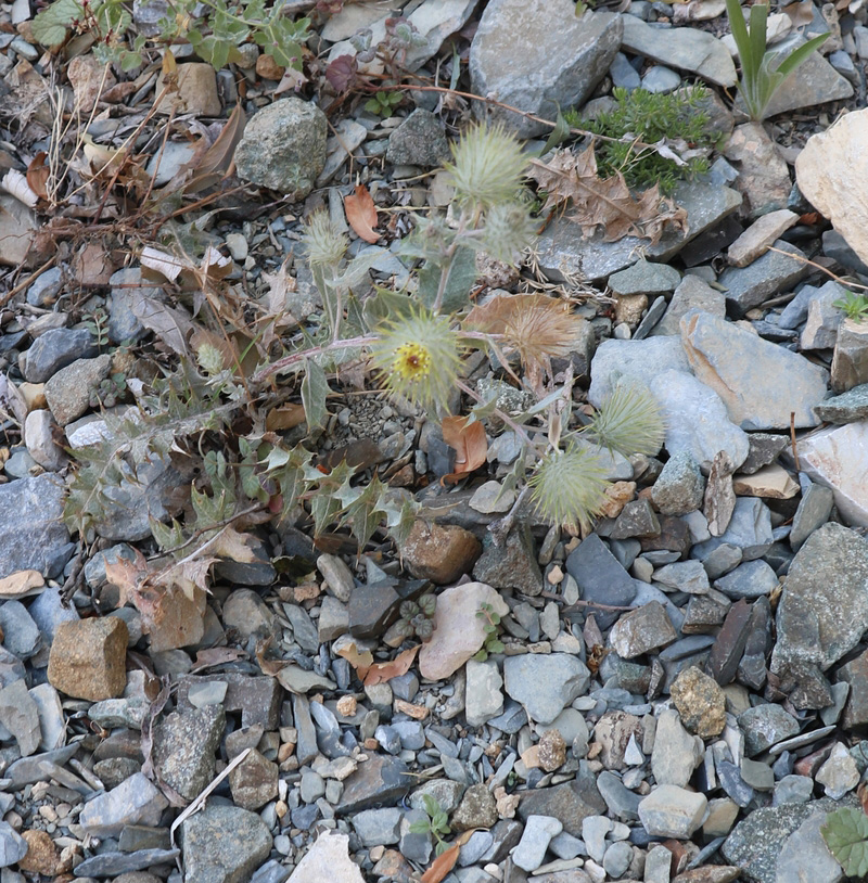 Изображение особи род Cirsium.