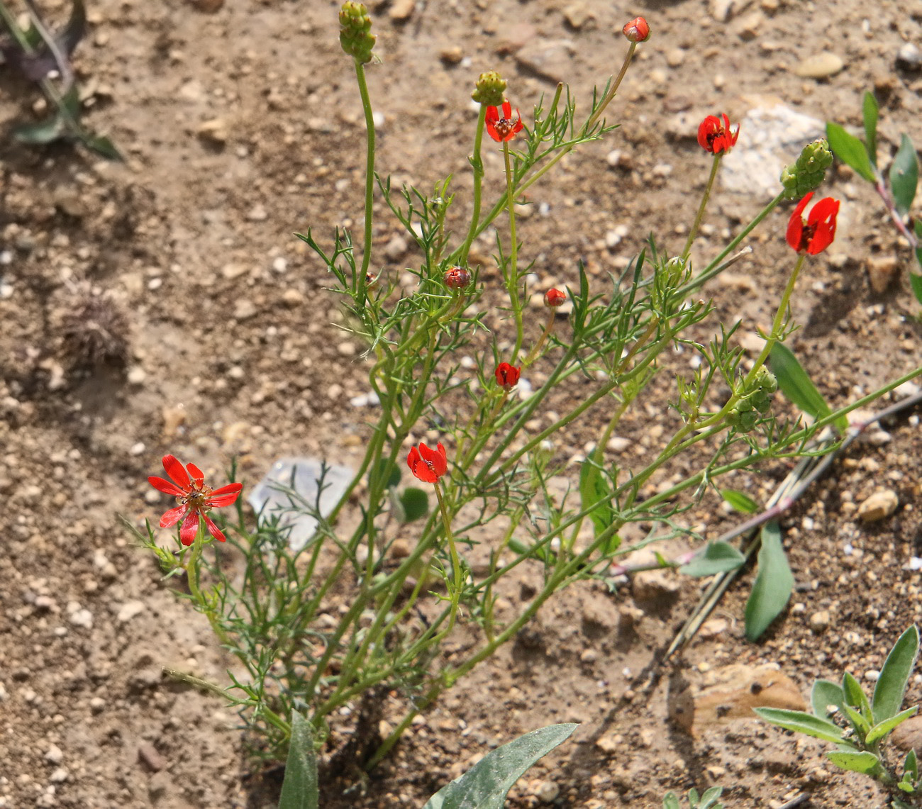 Image of Adonis flammea specimen.