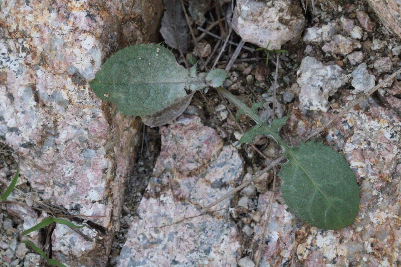 Image of Cousinia glabriseta specimen.