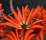 Erythrina corallodendron