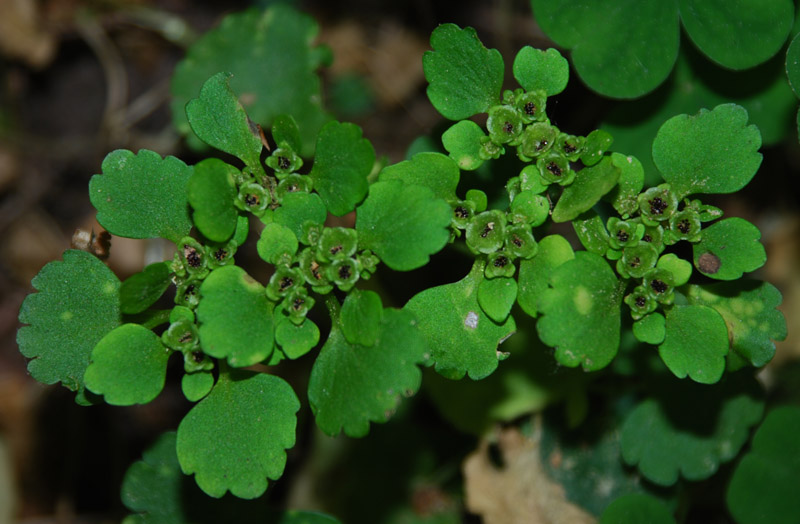 Image of Chrysosplenium alternifolium specimen.