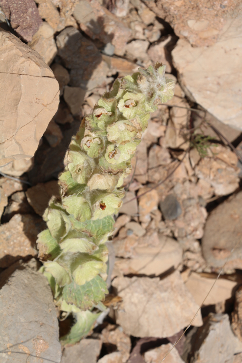 Изображение особи Eremostachys macrophylla.