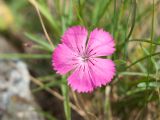 Dianthus oschtenicus. Цветок. Карачаево-Черкесия, Урупский р-н, хр. Загедан, долина реки Загедан, ≈ 2300 м н.у.м., на скотогонной тропе. 10.08.2023.