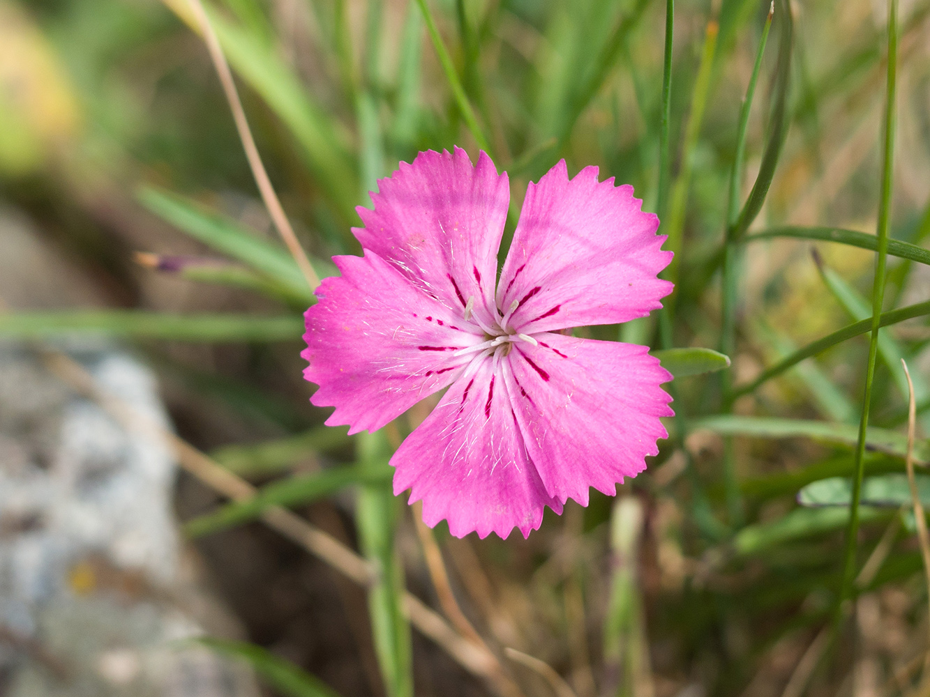 Image of Dianthus oschtenicus specimen.