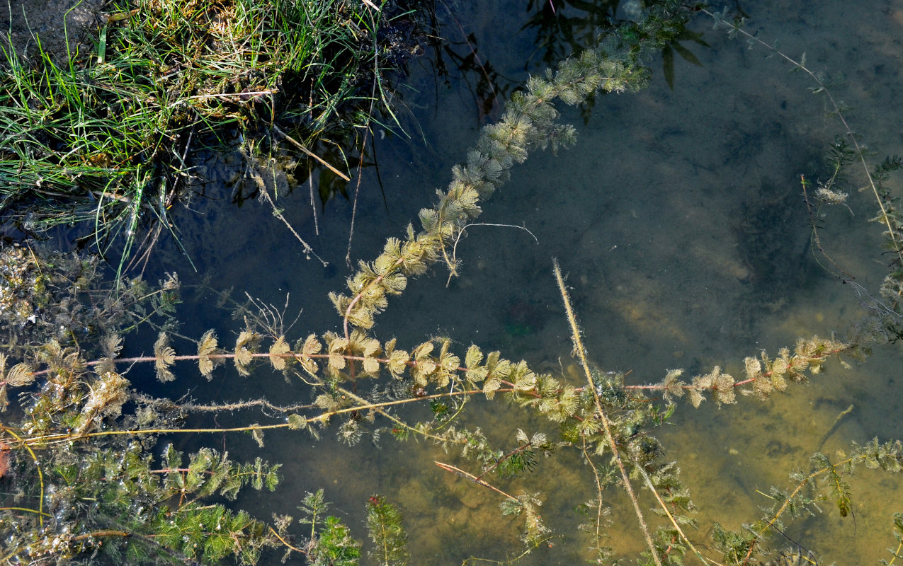 Изображение особи род Myriophyllum.