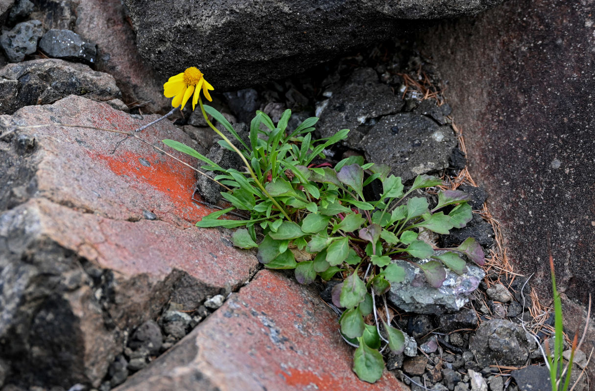 Image of Tephroseris heterophylla specimen.