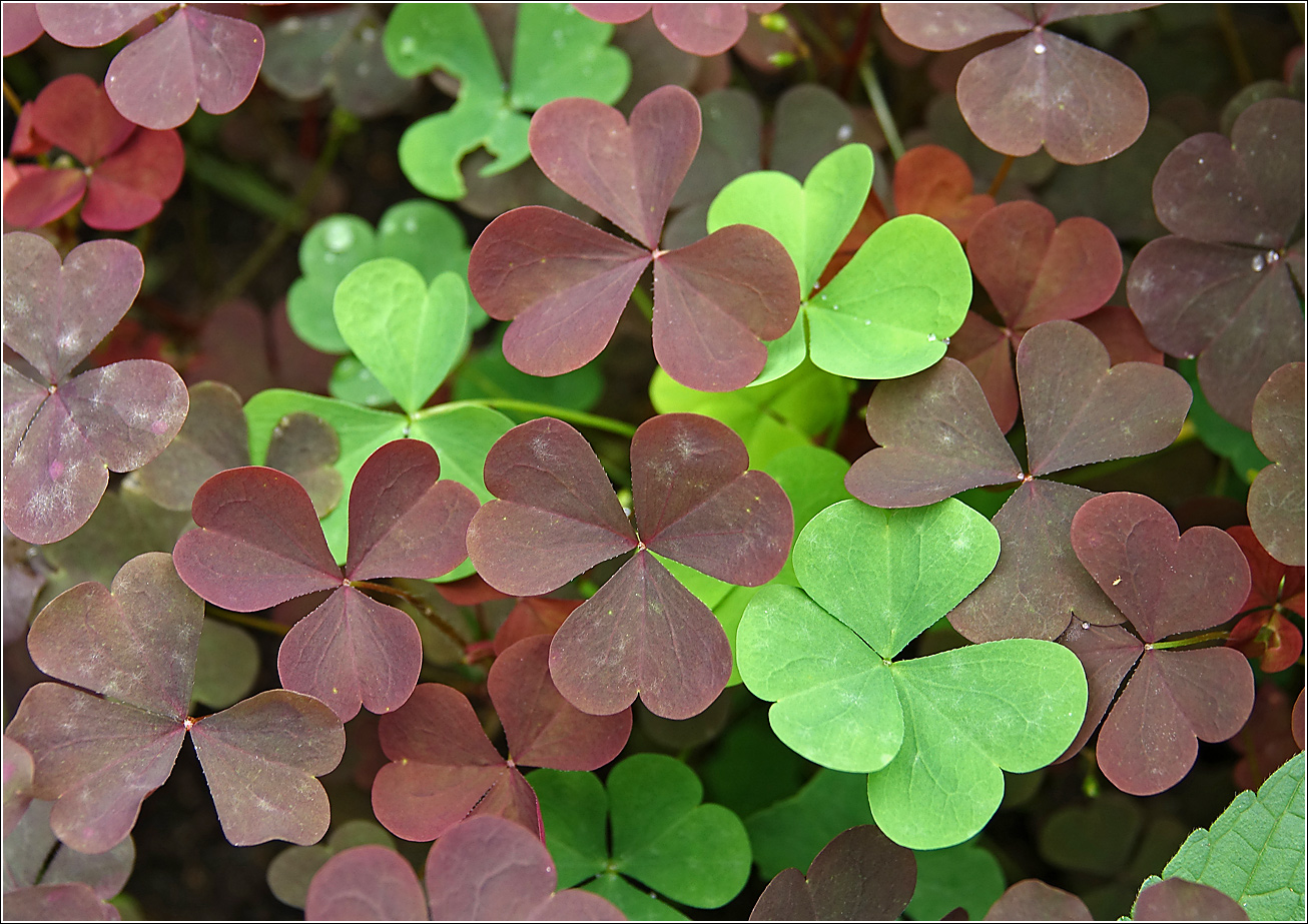 Image of Oxalis stricta specimen.