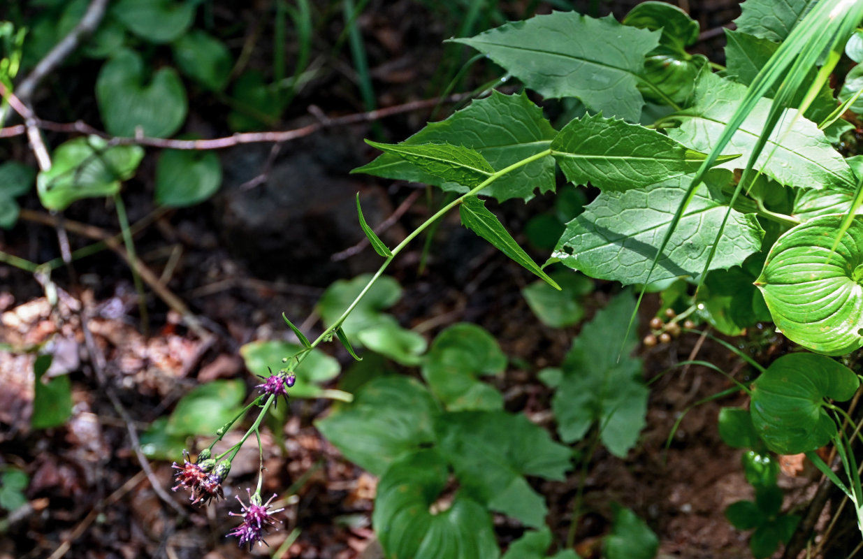 Изображение особи Saussurea triangulata.