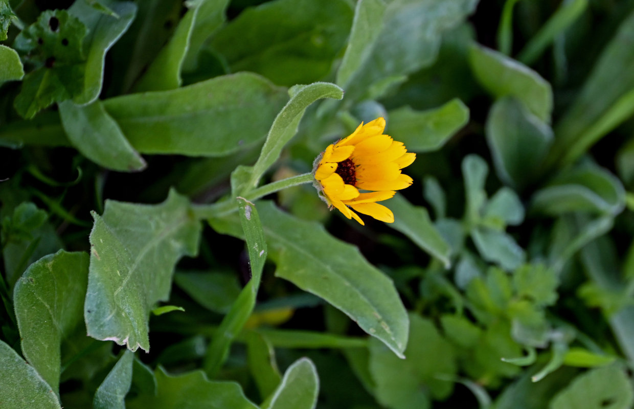 Image of Calendula arvensis specimen.