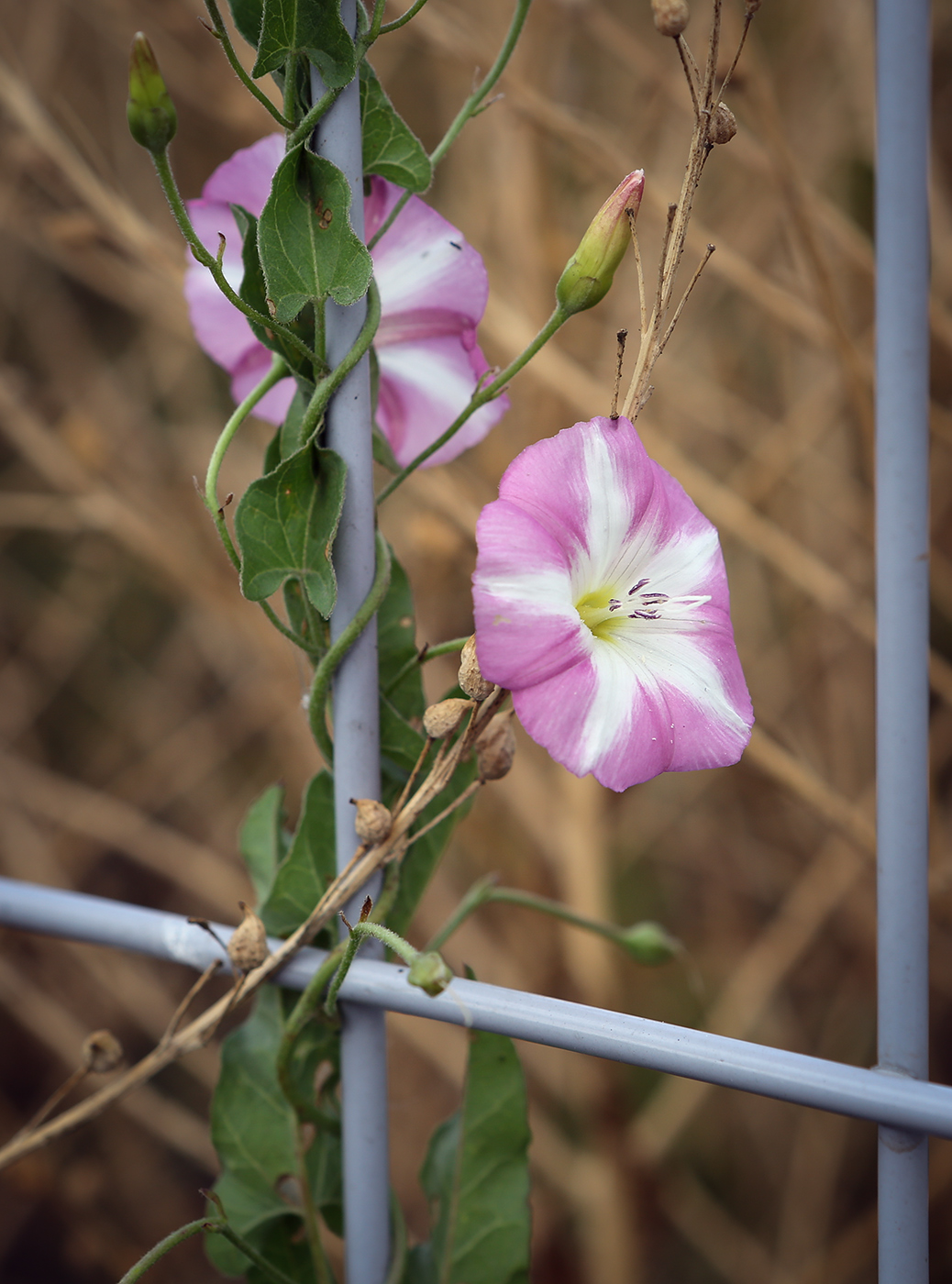 Изображение особи Convolvulus arvensis.