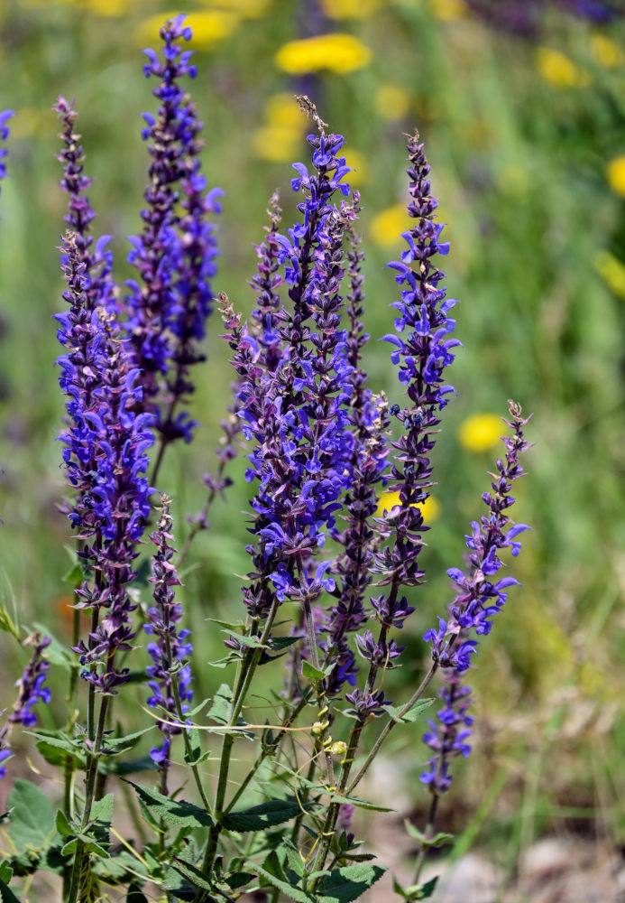 Изображение особи Salvia nemorosa.