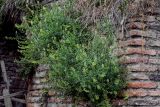 Reseda lutea. Цветущие и плодоносящие растения. Грузия, г. Тбилиси, на каменной стене. 10.06.2023.