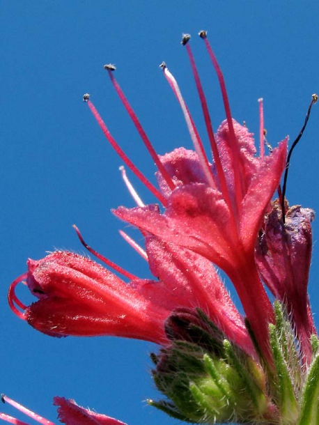 Image of Echium russicum specimen.