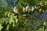 Cornus mas. Ветвь с плодами. Республика Адыгея, Майкопский р-н, окр. пос. Каменномостский (Хаджох), край плато над правым бортом ущелья Мишоко. 18 августа 2023 г.