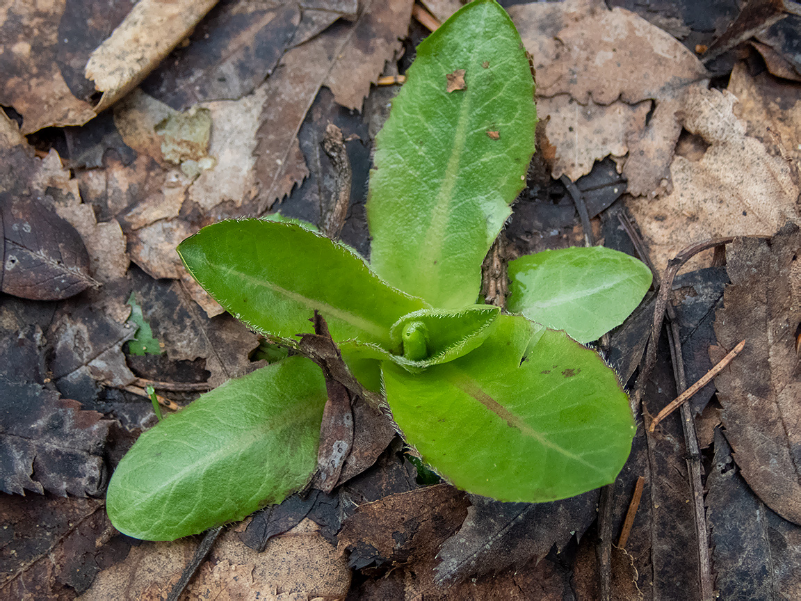 Изображение особи Trommsdorffia maculata.