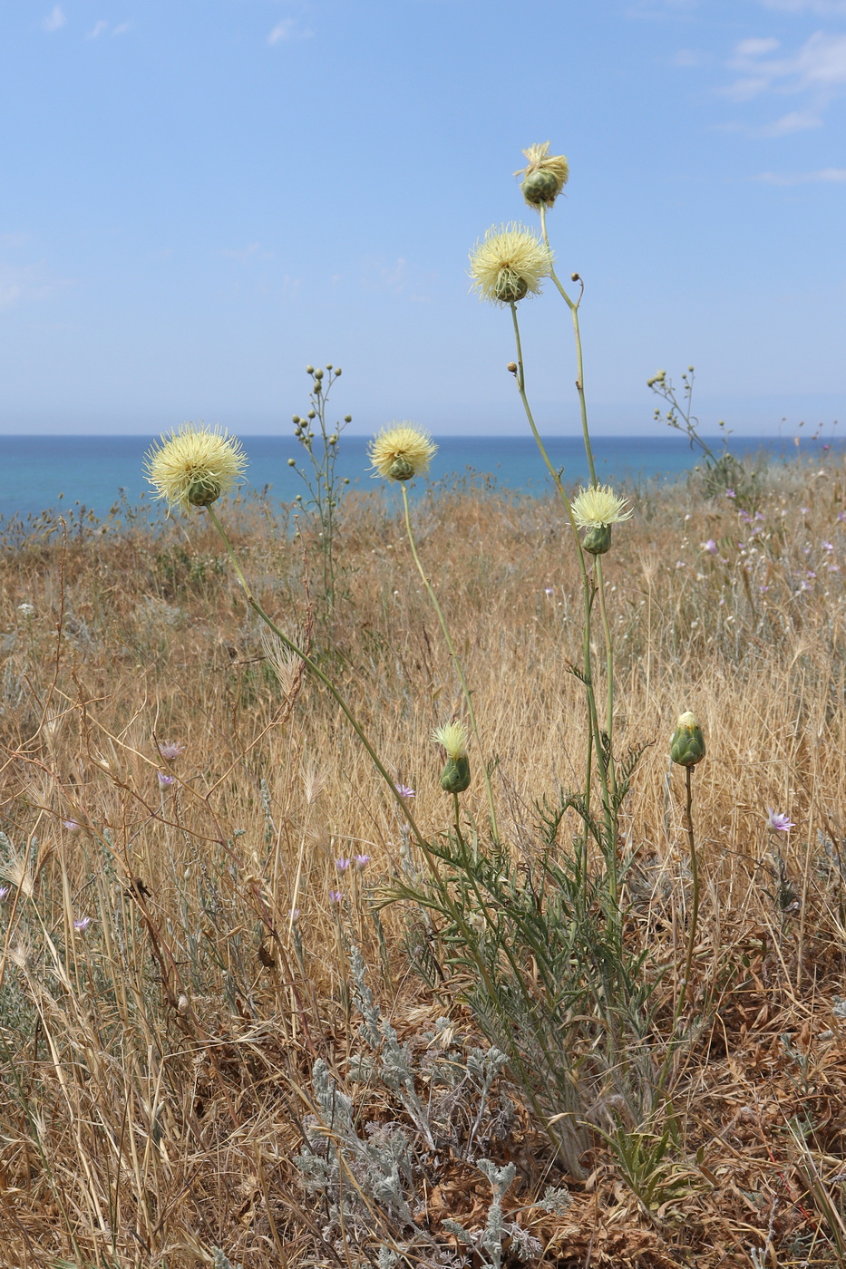 Изображение особи Rhaponticoides taliewii.