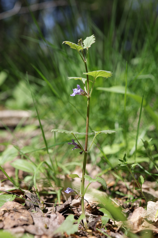 Изображение особи Glechoma hederacea.