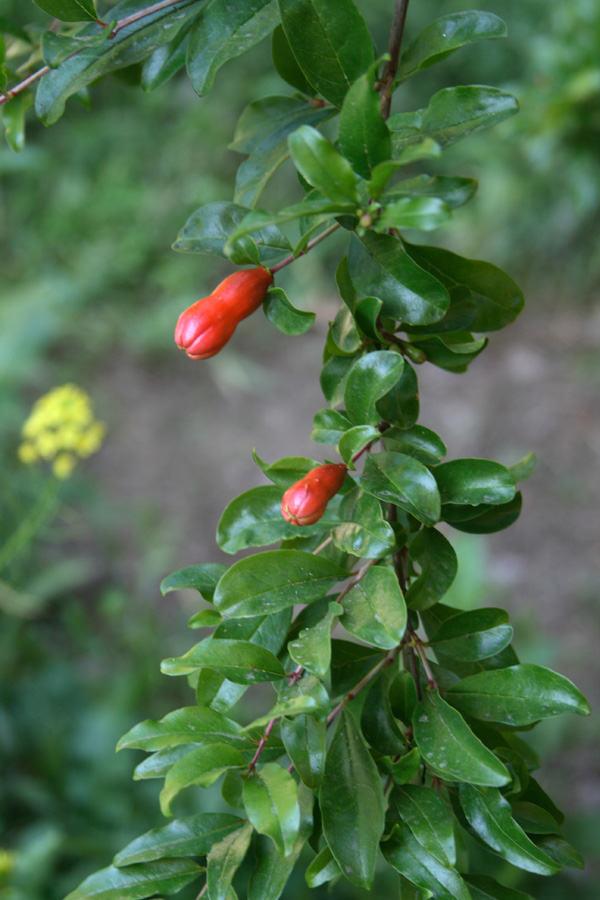 Image of Punica granatum specimen.