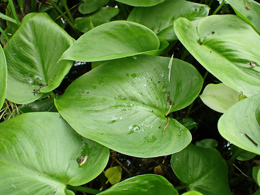 Изображение особи Calla palustris.