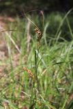 Carex vesicaria. Часть побега с соплодиями. Горный Крым, р-н Ангарского перевала. 28.07.2024.