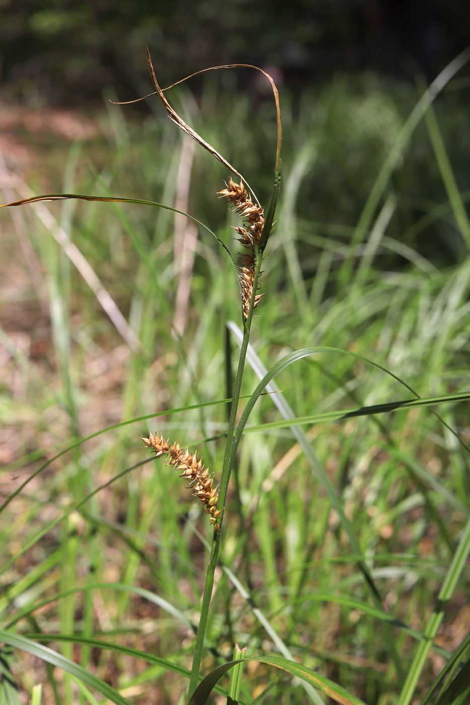 Изображение особи Carex vesicaria.