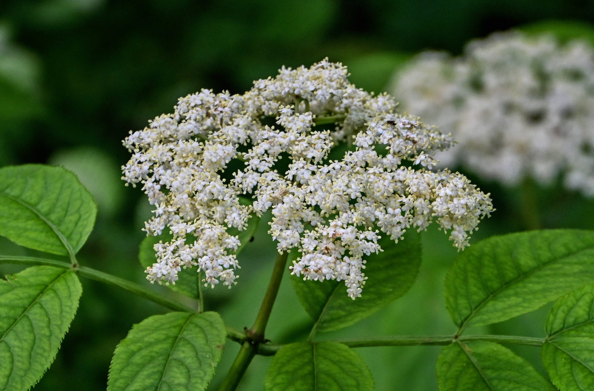 Image of Sambucus nigra specimen.